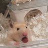 Profilbild von 🎧香虎🍀