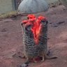 Profilbild von Wicked meerkat