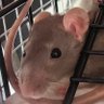 RatZ 的头像