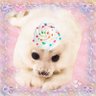 Фото профиля cari ⋆🌈🧁° DNP NASH 10/22