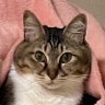 Фото профиля ウーにゃん
