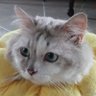 Profilbild von Karyawan Vendor