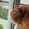 sezteki's profile picture