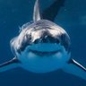 Profilbild von BlueVoyager