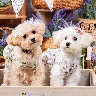 こぐまとこぐみ's profile picture