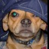 Cujo El Chupacabra's profile picture