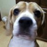 Vow's profile picture