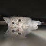 我是一只小猫's profile picture