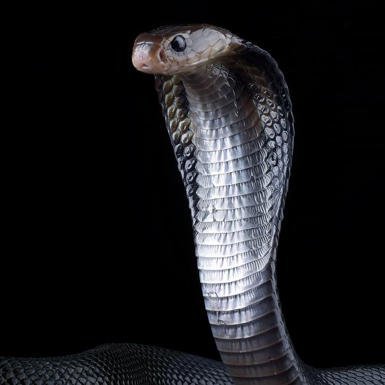 SILVER SNAKE's profile picture