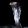 SILVER SNAKE 的头像