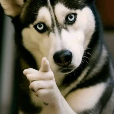 1603Cindy's profile picture