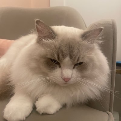 MISO's profile picture