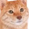 Valtom's profile picture