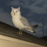 Фото профиля Birdcat