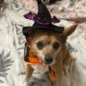 Aurora ⸆⸉ || RIP Leila 🌈❤️🕊️'s profile picture