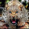 Profilbild von CAG.