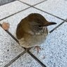 Meiluochen profil fotoğrafı
