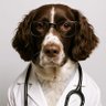 Profilbild von Dr. Good boy, PHD