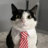 catXius 的头像