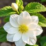 Фото профиля সবুজ আকাশ