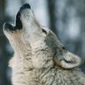 Profilbild von Lobo