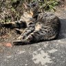 Фото профиля 道端で寝るネコ