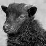 Black Sheep 的头像