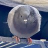 XPigeon profil fotoğrafı