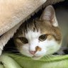 猫さん 的头像