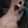 Tsuki profil fotoğrafı
