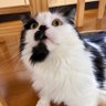 まんまる月くん🟠 profil fotoğrafı