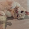 Фото профиля ทีมพ่อติดโอ๋