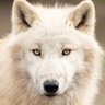 ZoTheeDog profil fotoğrafı