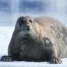 Seals ❤️❤️❤️ profil fotoğrafı