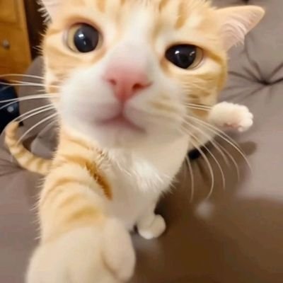 gataudeh's profile picture