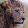 Фото профиля تيوكو رازي