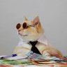 Profilbild von Tommy Meowskivic