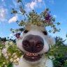 Profilbild von based head