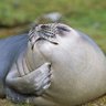 Фото профиля Seal