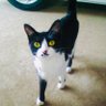 Фото профиля ねこやまシェフ
