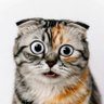 ぴーちゃん profil fotoğrafı