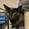 Cotton The Cat's profile picture