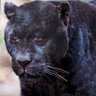 Фото профиля Panthers Yapper