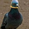 doctor tocino. profil fotoğrafı