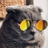 Vertere's profile picture