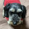 スロイヌ🐕 的头像