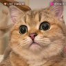 Realme's profile picture