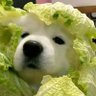 Profilbild von 努力赚钱的菜狗