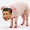 支那猪🐷是我自己!不是别人!不要对号入座!别犯贱! 的头像