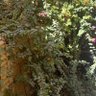 Фото профиля الحديقة